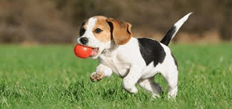 Dog With Ball in Mouth